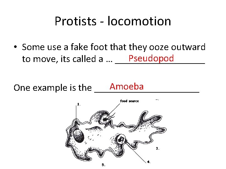 Protists - locomotion • Some use a fake foot that they ooze outward Pseudopod