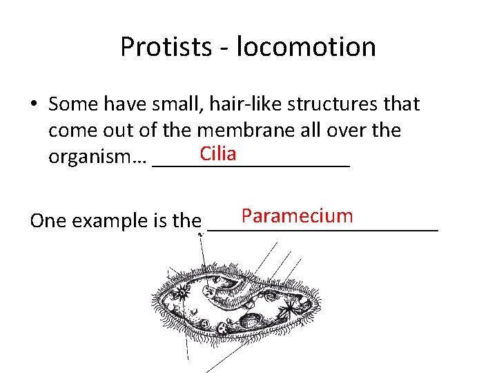 Protists - locomotion • Some have small, hair-like structures that come out of the