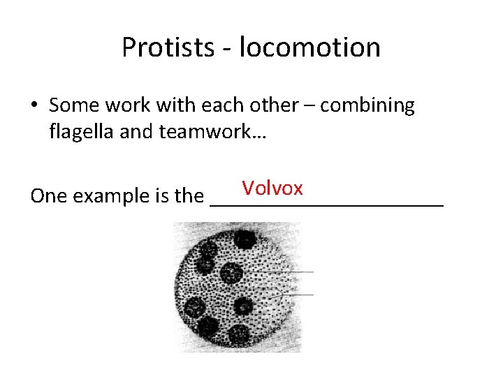 Protists - locomotion • Some work with each other – combining flagella and teamwork…