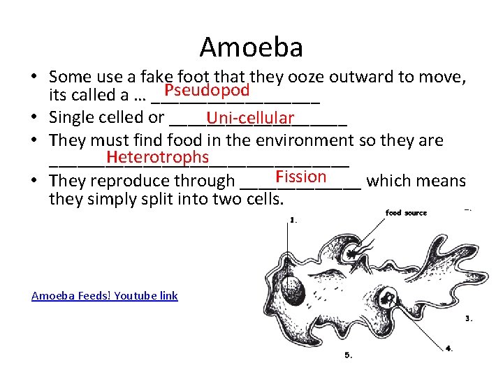 Amoeba • Some use a fake foot that they ooze outward to move, Pseudopod