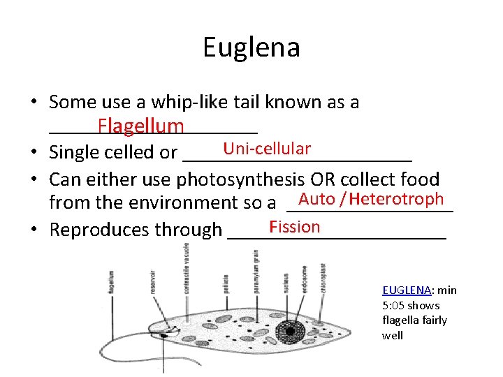 Euglena • Some use a whip-like tail known as a __________ Flagellum Uni-cellular •