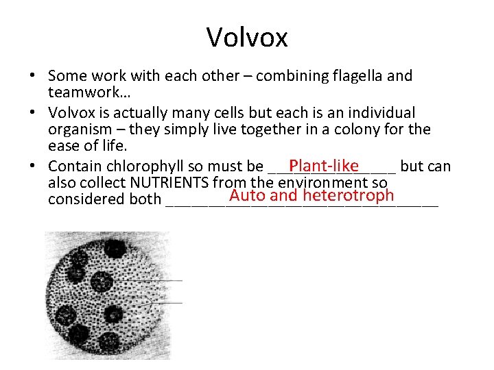 Volvox • Some work with each other – combining flagella and teamwork… • Volvox