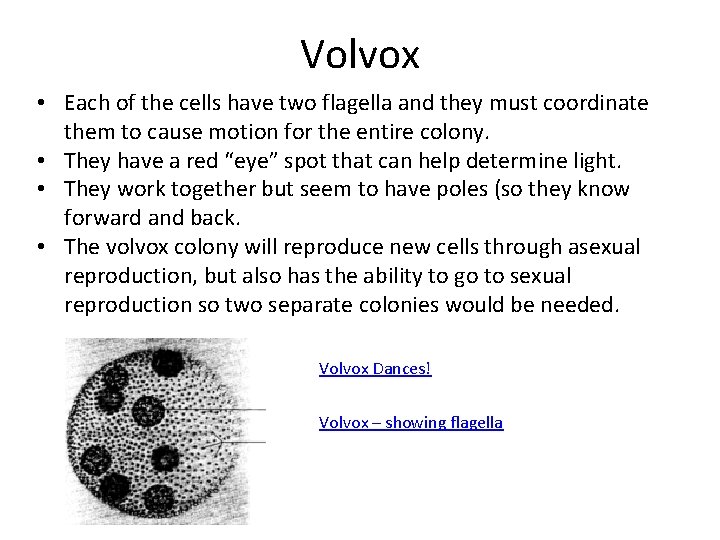 Volvox • Each of the cells have two flagella and they must coordinate them