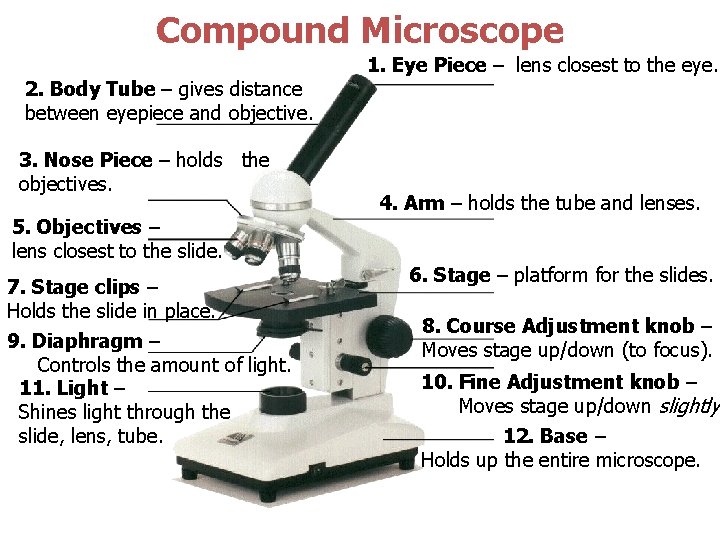 Compound Microscope 2. Body Tube – gives distance between eyepiece and objective. 3. Nose