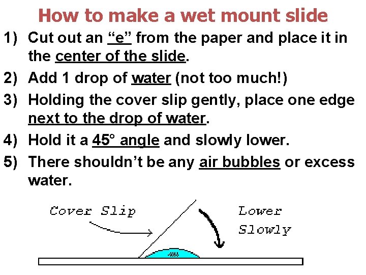 How to make a wet mount slide 1) Cut out an “e” from the