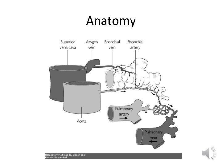 Anatomy 