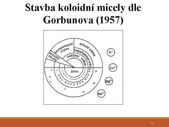 Stavba koloidní micely dle Gorbunova (1957) 25 