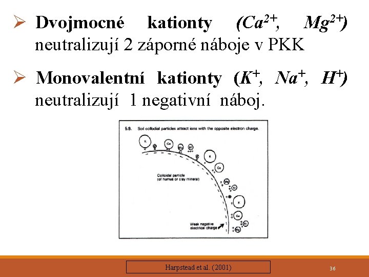 Ø Dvojmocné kationty (Ca 2+, Mg 2+) neutralizují 2 záporné náboje v PKK Ø