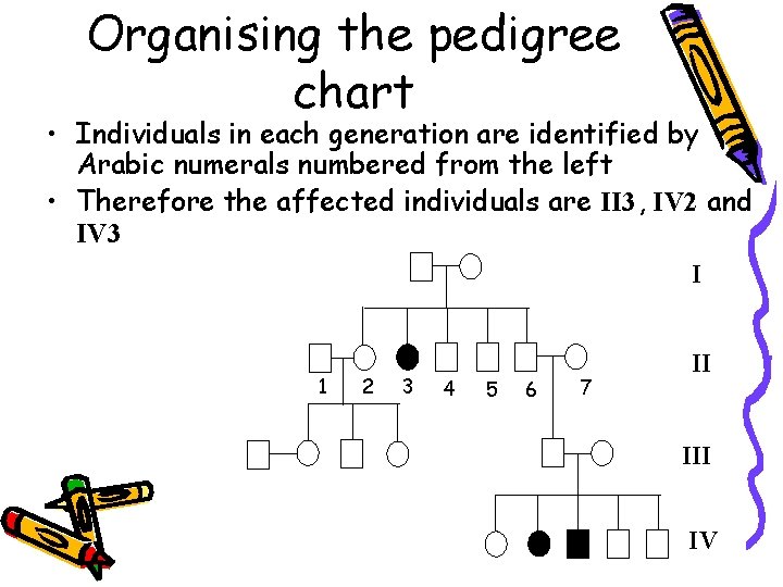 Organising the pedigree chart • Individuals in each generation are identified by Arabic numerals