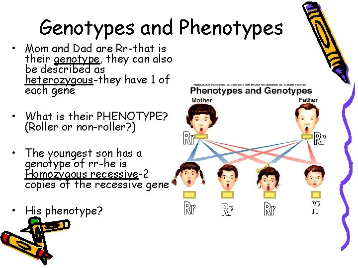 Genotypes and Phenotypes • Mom and Dad are Rr-that is their genotype, they can