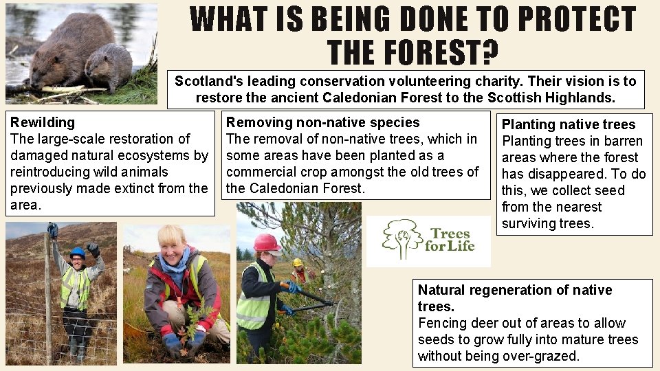 WHAT IS BEING DONE TO PROTECT THE FOREST? Scotland's leading conservation volunteering charity. Their WHAT IS BEING DONE TO PROTECT THE FOREST? Scotland's leading conservation volunteering charity. Their