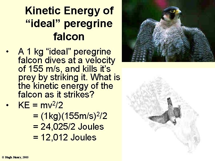 Kinetic Energy of “ideal” peregrine falcon • • A 1 kg “ideal” peregrine falcon