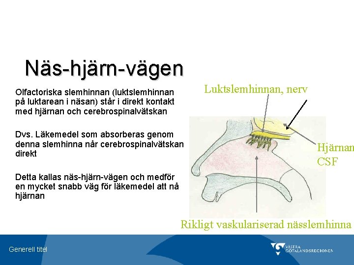 Näs-hjärn-vägen Luktslemhinnan, nerv Olfactoriska slemhinnan (luktslemhinnan på luktarean i näsan) står i direkt kontakt