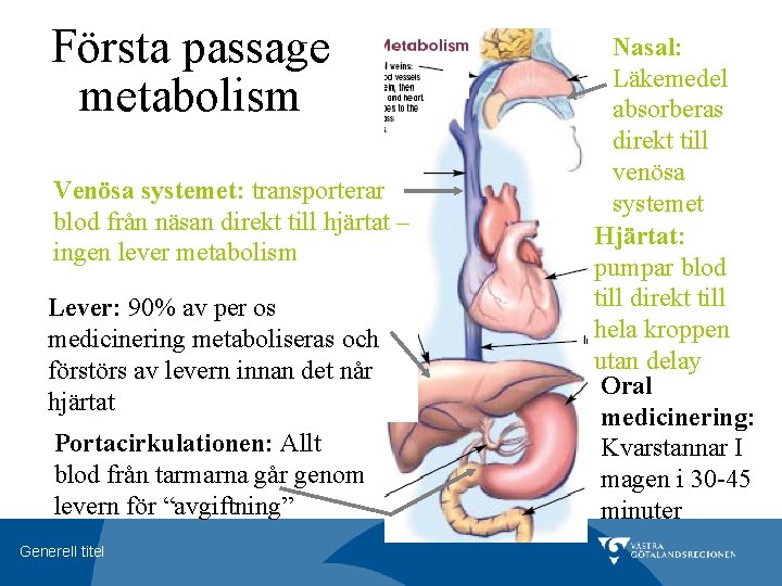 Första passage metabolism Venösa systemet: transporterar blod från näsan direkt till hjärtat – ingen