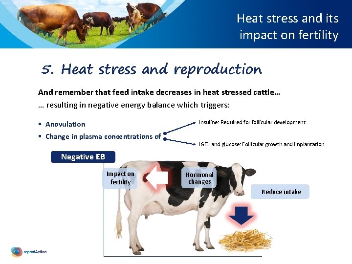 Heat stress and its impact on fertility 5. Heat stress and reproduction And remember