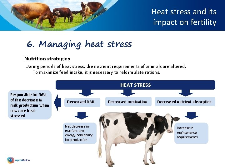 Heat stress and its impact on fertility 6. Managing heat stress Nutrition strategies During