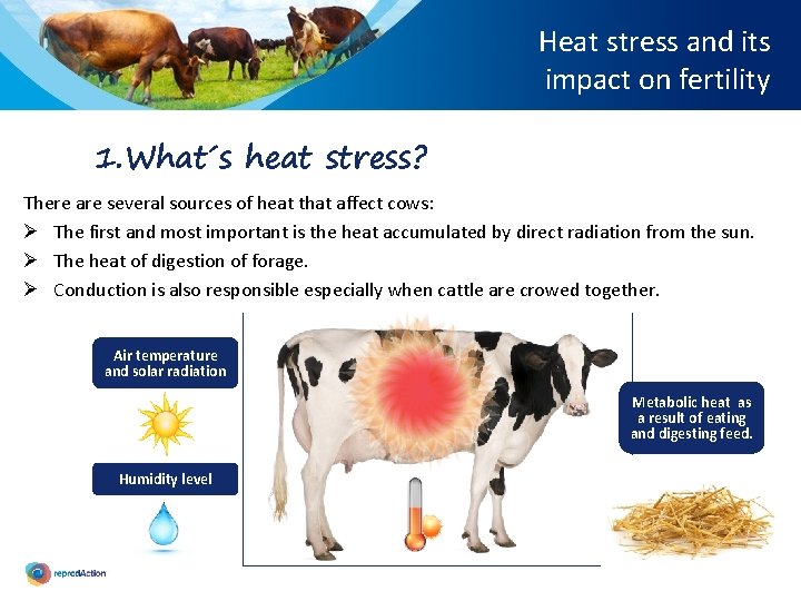 Heat stress and its impact on fertility 1. What´s heat stress? There are several