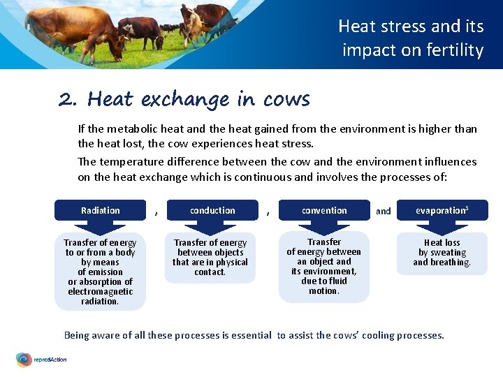 Heat stress and its impact on fertility 2. Heat exchange in cows If the