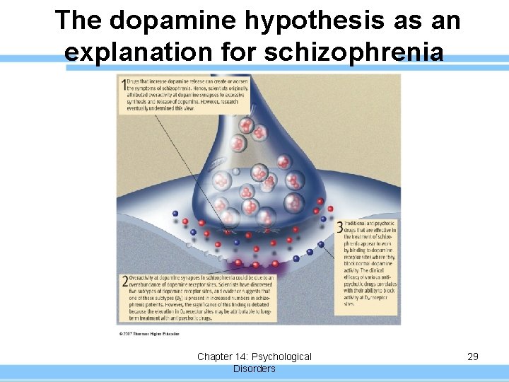 The dopamine hypothesis as an explanation for schizophrenia Chapter 14: Psychological Disorders 29 