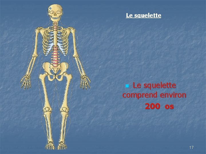 Le squelette comprend environ 200 os n 17 