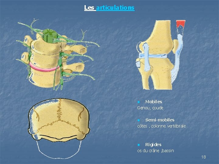 Les articulations Mobiles Genou, coude n Semi-mobiles côtes , colonne vertébrale n Rigides os