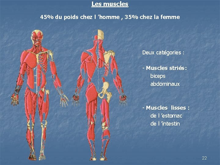 Les muscles 45% du poids chez l ’homme , 35% chez la femme Deux