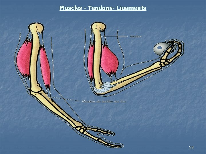 Muscles - Tendons- Ligaments 23 