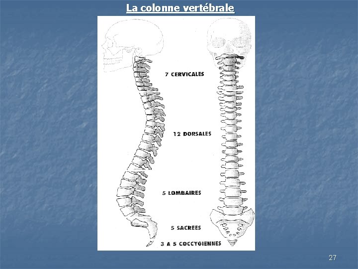 La colonne vertébrale 27 