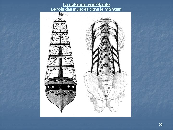 La colonne vertébrale Le rôle des muscles dans le maintien 30 