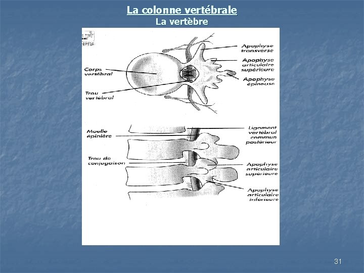 La colonne vertébrale La vertèbre 31 