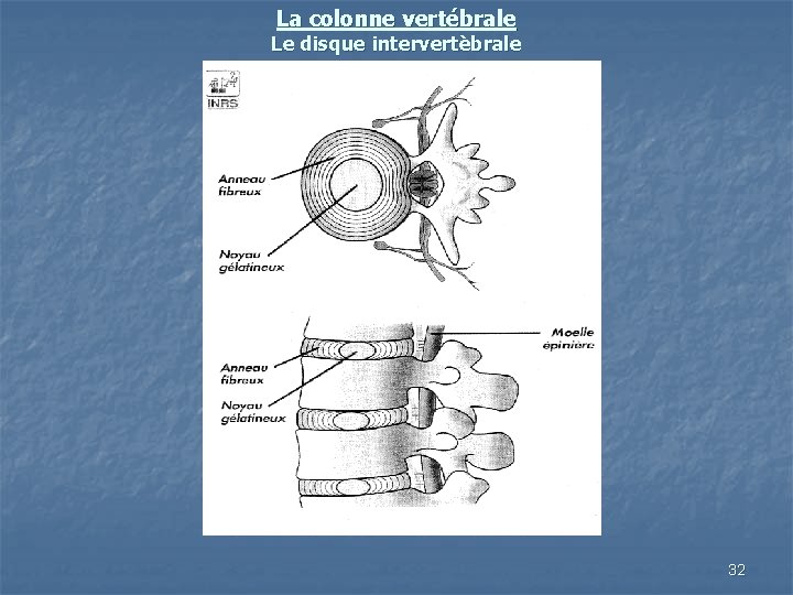 La colonne vertébrale Le disque intervertèbrale 32 