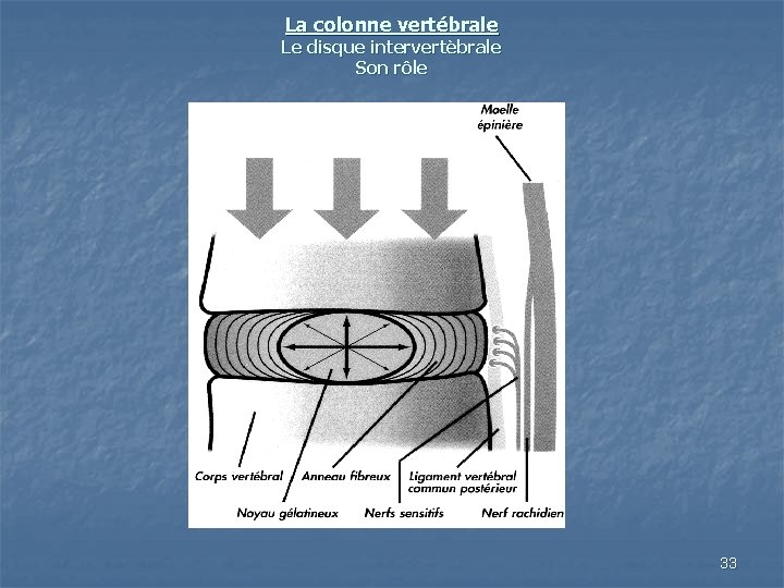 La colonne vertébrale Le disque intervertèbrale Son rôle 33 