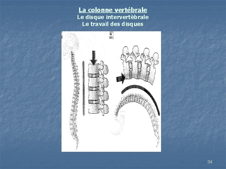 La colonne vertébrale Le disque intervertèbrale Le travail des disques 34 