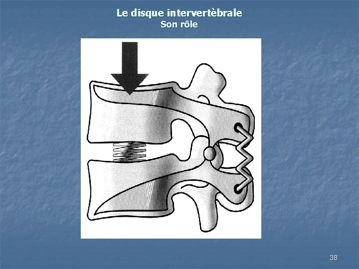 Le disque intervertèbrale Son rôle 38 