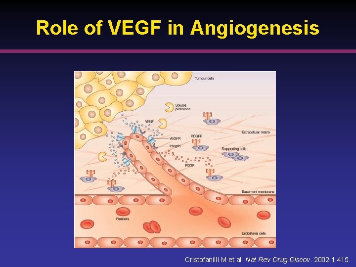 Role of VEGF in Angiogenesis Cristofanilli M et al. Nat Rev Drug Discov. 2002;