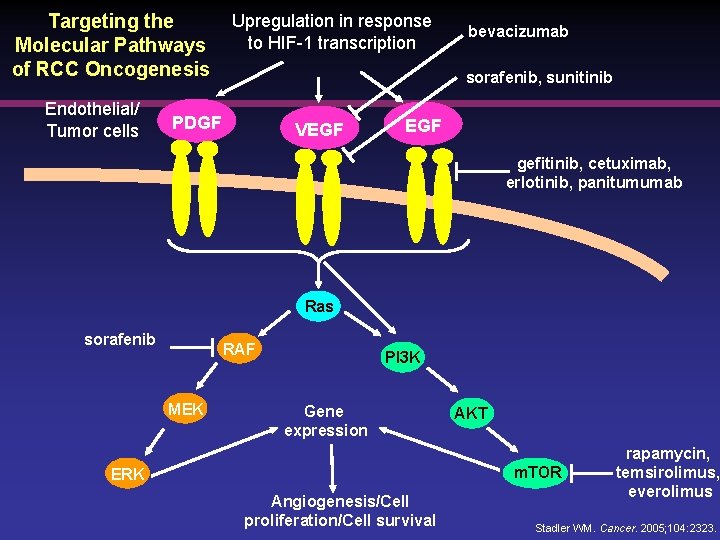 Targeting the Molecular Pathways of RCC Oncogenesis Endothelial/ Tumor cells Upregulation in response to