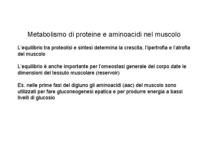 Metabolismo di proteine e aminoacidi nel muscolo L’equilibrio tra proteolisi e sintesi determina la