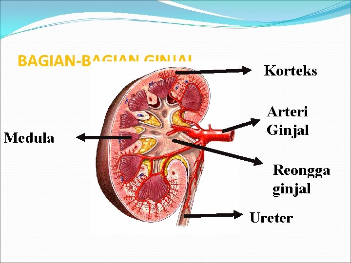 BAGIAN-BAGIAN GINJAL Medula Korteks Arteri Ginjal Reongga ginjal Ureter 