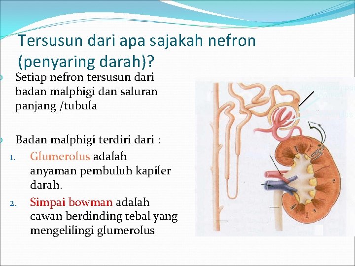  Tersusun dari apa sajakah nefron (penyaring darah)? Setiap nefron tersusun dari badan malphigi