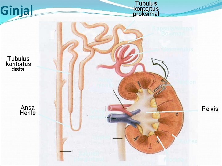 Tubulus kontortus proksimal Ginjal Kapsula/simpai Bowman Glomerulus Tubulus kontortus distal Arteri renalis Ansa Henle