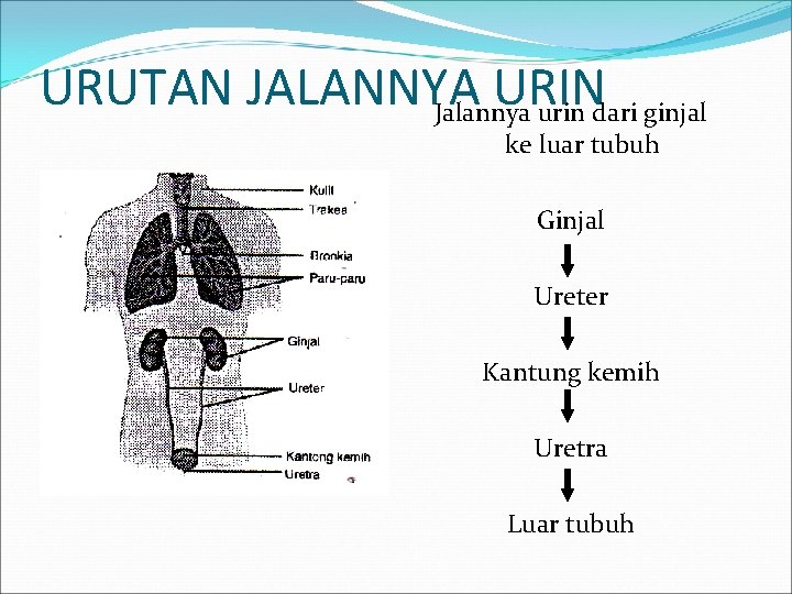 URUTAN JALANNYA URIN Jalannya urin dari ginjal ke luar tubuh Ginjal Ureter Kantung kemih