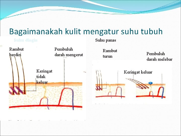 Bagaimanakah kulit mengatur suhu tubuh Suhu dingin Rambut berdiri Suhu panas Pembuluh darah mengerut