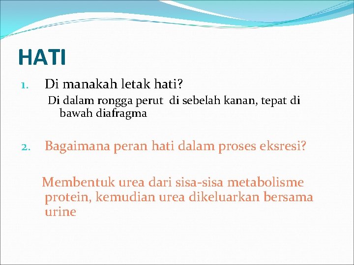 HATI 1. Di manakah letak hati? Di dalam rongga perut di sebelah kanan, tepat