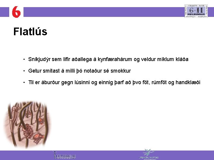 Flatlús • Sníkjudýr sem lifir aðallega á kynfærahárum og veldur miklum kláða • Getur
