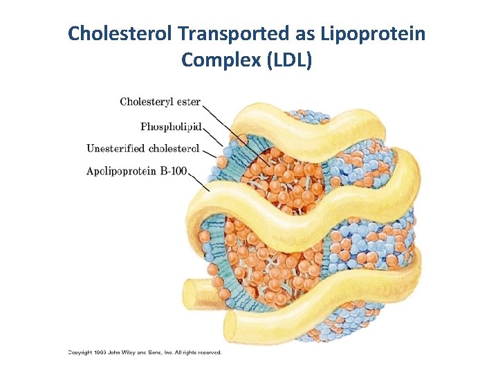 Cholesterol Transported as Lipoprotein Complex (LDL) 