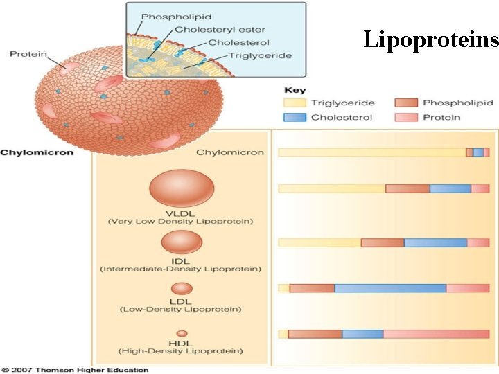 Lipoproteins 
