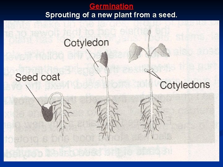 Germination Sprouting of a new plant from a seed. 