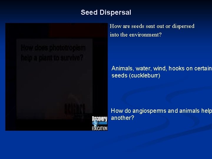 Seed Dispersal How are seeds sent out or dispersed into the environment? Animals, water,