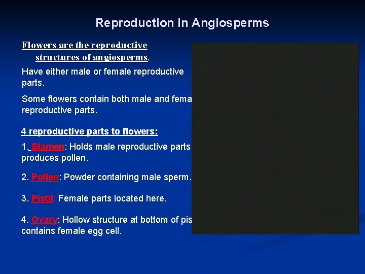 Reproduction in Angiosperms Flowers are the reproductive structures of angiosperms. Have either male or