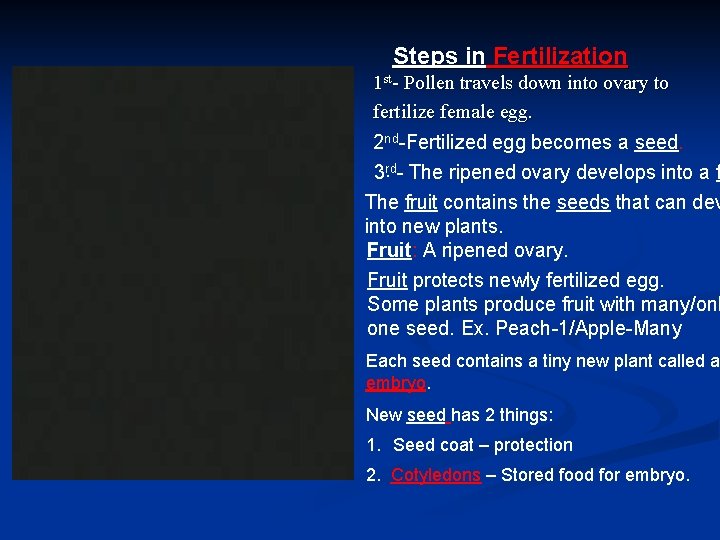Steps in Fertilization 1 st- Pollen travels down into ovary to fertilize female egg.